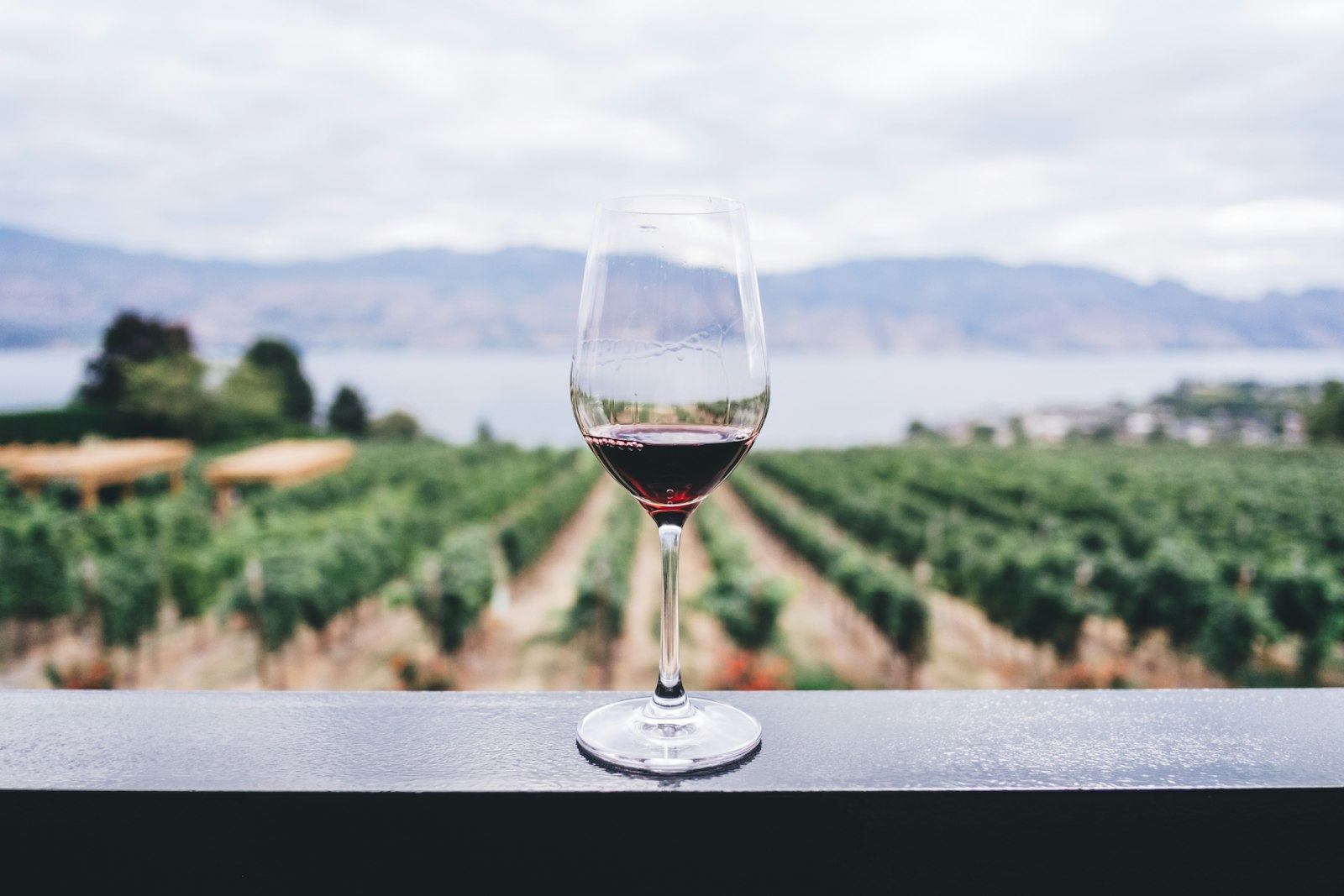 Calice di vino con vista sul vigneto